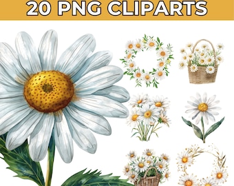 20 Daisy Clipart-Bundle | Aquarell Gänseblümchen PNG | Blumenstrauß & Kranz Illustrationen | Perfekt für Daisy Sublimationsprojekte