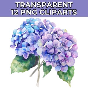 Hortensia aquarel clipart | Aquarel hortensia bloemen clipart | Hortensiaboeket | Direct downloaden | Trouwkaart | Bloemen clipart