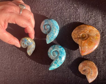 May include: Five polished ammonite fossils in various colours, including blue, brown, and iridescent green. The fossils are shaped like a spiral shell.