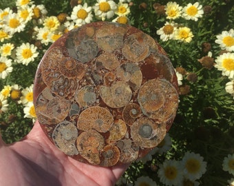 Ammonite Fossil Plate / Coaster with Resin