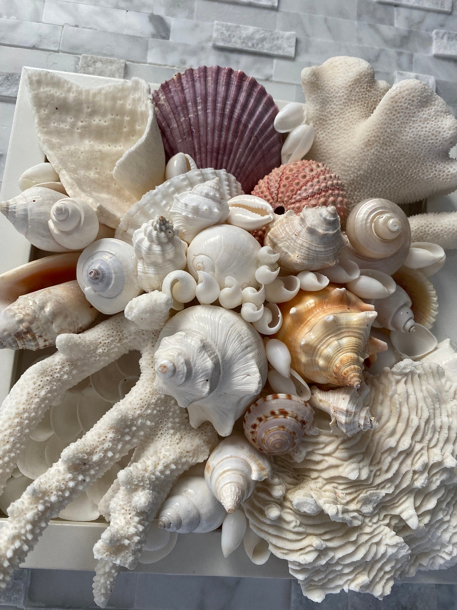 Seashell and CORAL Wall Art Coastal Wall Art Seasell GIFT - Etsy