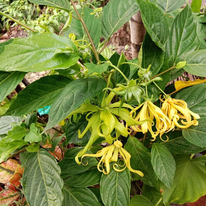 100 Dried ylang ylang tea / Dried ilang ilang tea / Cananga Etsy