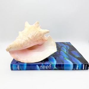 May include: A large, textured conch shell with a pale cream exterior and a soft pink interior, resting on top of a rectangular book titled reef, which features a dark blue cover with an illustration of various fish swimming in deep water.