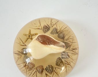 天然サンゴ化石ペーパーウェイト/ペーパーウェイト d2218 - Etsy 日本