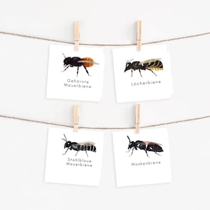 Wild bees determine PDF, wild bees cards, insect hotel for children, wild bees identification cards children, animals children's room