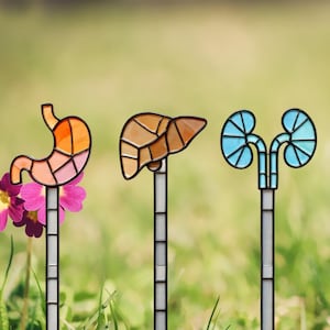 May include: Three stained glass garden stakes featuring anatomical shapes. The left stake is a stomach in orange and pink tones, the center is a liver in brown shades, and the right is a pair of kidneys in light blue, all on white stems.