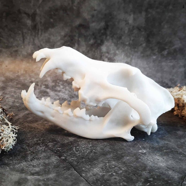 Wolf Skull Replica unpainted