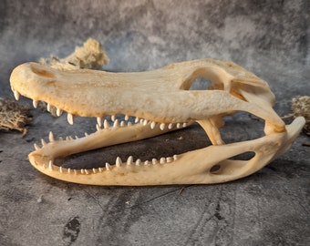 Alligator Skull Replica Natural Color