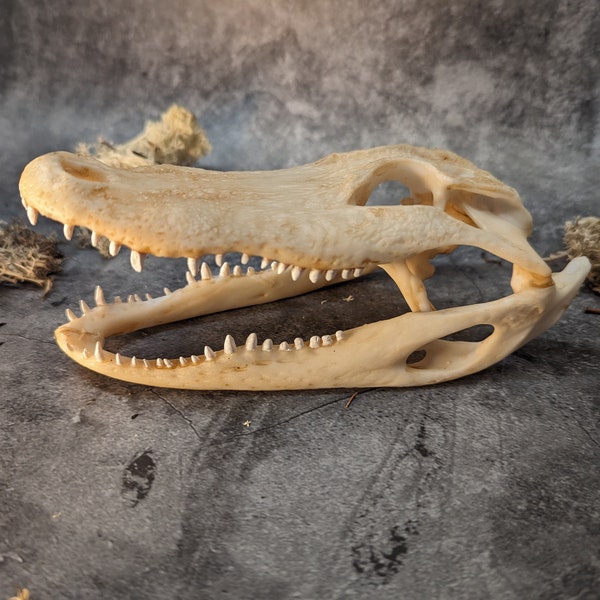 Alligator Schädel Replika Natur Farbe
