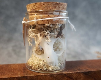 Mini cat skull in jar with moss, customizable