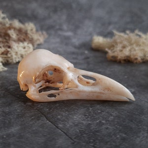 Raven skull replica with patina