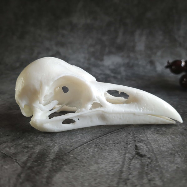 Raven skull replica unpainted