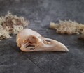 Raven skull replica with patina