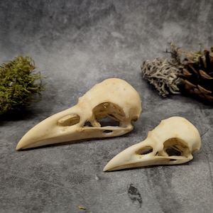 Replica van een ravenschedel met patina