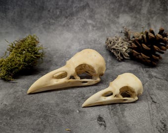 Replica del teschio di corvo con patina