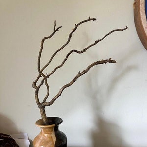 Smaller Corkscrew Willow Branches (15)