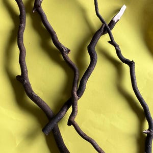 Puede incluir: Varias ramas de árboles marrones oscuras y delgadas con una textura rugosa se disponen sobre un fondo amarillo brillante. Las ramas tienen una forma natural y orgánica, con algunas mostrando pequeñas ramificaciones y grosores variables. La composición sugiere un tema rústico o natural.