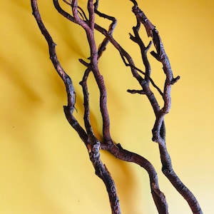 Contorted (Corkscrew) Willow Branches