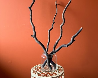 Contorted (Corkscrew) Willow Branches
