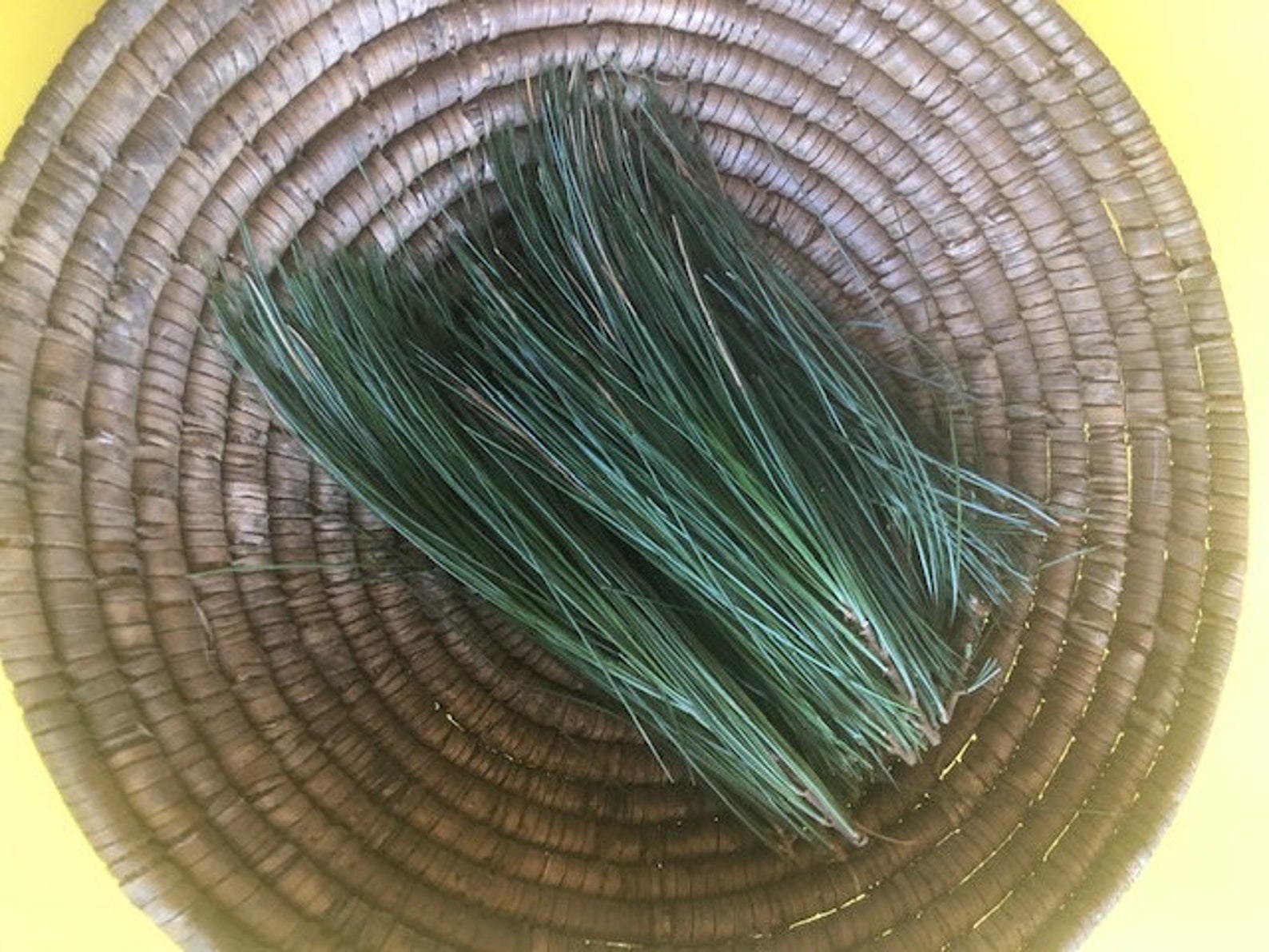 Eastern White Pine Needles Fresh for Teas, Tonic, Crafts and