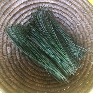 Eastern White Pine Needles - Fresh For Teas, Tonic, Crafts and Aromatherapy