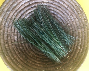 Eastern White Pine Needles - Fresh For Teas, Tonic, Crafts and Pine Needle soda