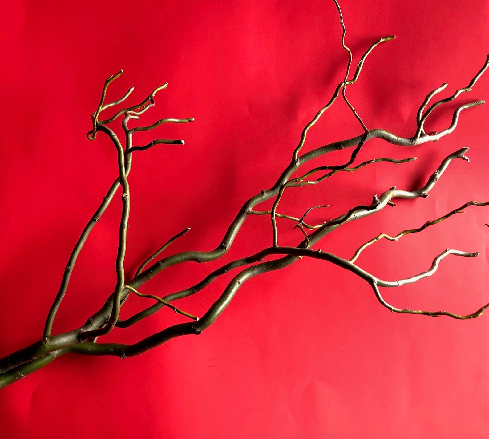 Contorted Willow Branches for dried arrangements Etsy