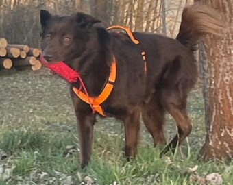 Throwing dummy Dog dummy