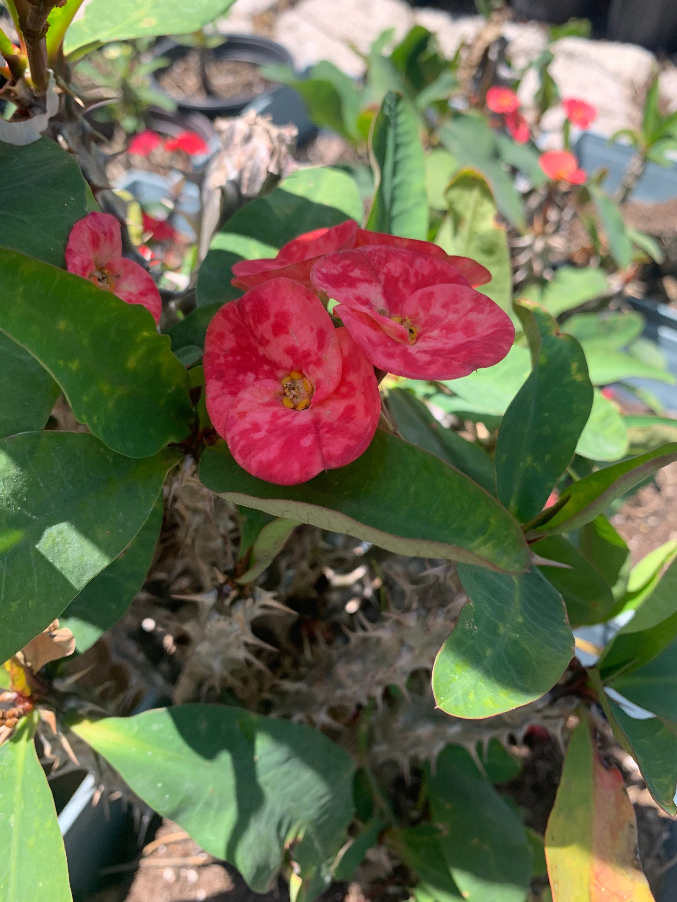 Euphorbia Milii MIDORI Crown of Thorns Corona De Cristo Poysean