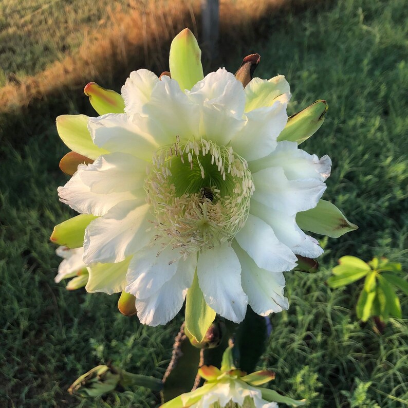 peruvian apple cactus peruvian apple cactus