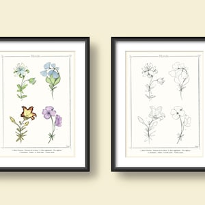 Illustration des fleurs d'Hyrule de Zelda dans le style encyclopédie A5 // BOTW TOTK // Flower Compendium Illustration ecyclopedia Minimal