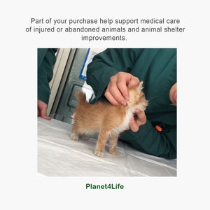 May include: A small orange and white kitten is being examined by a person wearing a green shirt. The kitten is standing on a white surface. The text "Planet4Life" is visible at the bottom of the image.