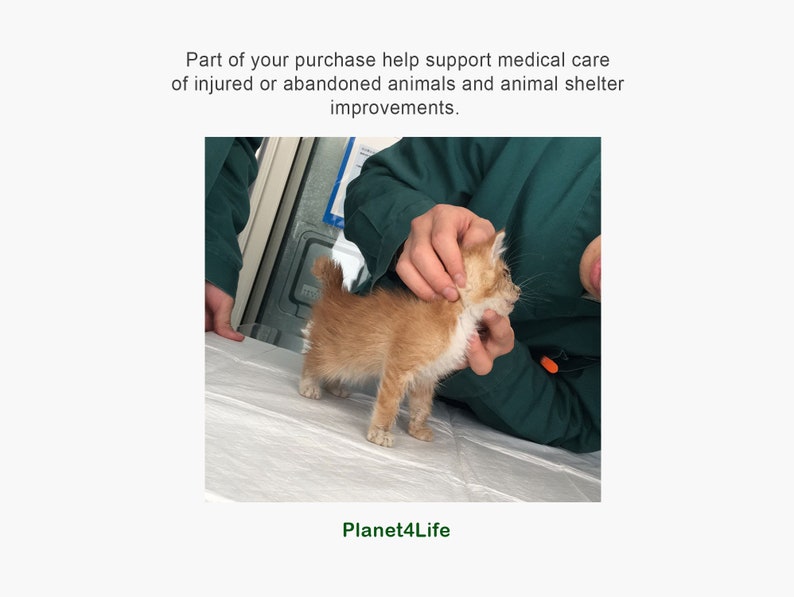 May include: A small orange and white kitten is being examined by a person wearing a green shirt. The kitten is standing on a white surface. The text "Planet4Life" is visible at the bottom of the image.