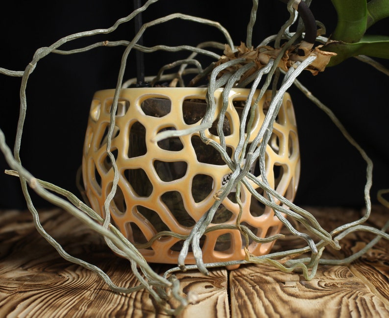 Large Orchid Pots For Sale at Reed Harmon blog