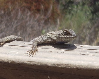 photo print "The Lizard King"