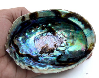 Abalone Shell Bol poli trois tailles Pouce, 3- 4- 5 « , Inch Smudging Bowl, Abalone Shell Décor Home Living Shell Decor.