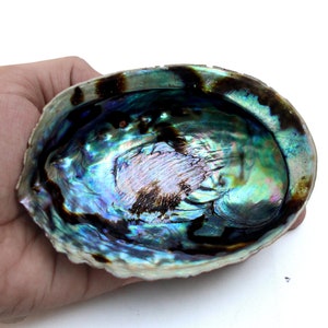 Abalone Shell Polished Bowl tres tamaños de pulgada, 3- 4- 5 ", Inch Smudging Bowl, Abalone Shell Décor Home Living Shell Decor.