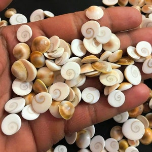 Shiva Eye all'ingrosso lotto cabochon naturale Shiva Eye Shell gemma, Shiva Eye Shell sciolto gemma, gioielli che fanno forniture.