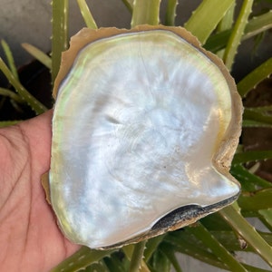 Conchiglia di mare naturale Pietre preziose di madreperla Conchiglia di mare Mop nero per gioielli che utilizzano conchiglia, conchiglia lucidata, lotto all'ingrosso per decorazioni per la casa.