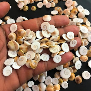Shiva Eye, lote, AAA +++ Natural Shiva Lot Eye Shell atacado lote de pedras preciosas peças minúsculas