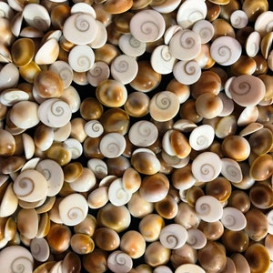 Shiva Eye Lot, sbrigati! Lotto al chilogrammo Prezzo basso Migliore qualità AAA+++ Lotto naturale Shiva Eye Shell Lotto all'ingrosso Pietre preziose. Dimensioni miste.
