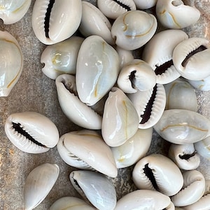 Cowrie Shell Natural Kodi Sea Shells Grey Cowrie for Jewelry Making Use ...