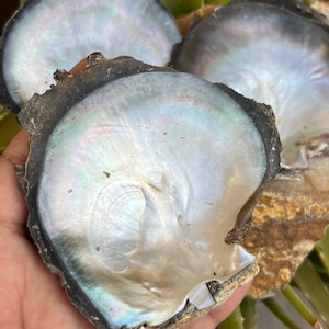 Conchiglia di madreperla naturale Conchiglia di mare di fiume Forniture artigianali per mocio nero per la creazione di gioielli Conchiglia, lotto all'ingrosso per decorazioni per la casa.