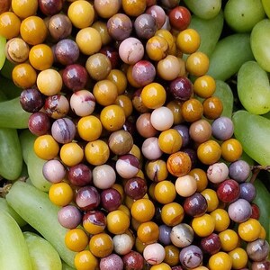 May include: A close-up of a collection of colorful, round beads in shades of yellow, purple, and brown. The beads are arranged in a cluster, with some green grapes in the background. The beads appear to be made of stone or a similar material.