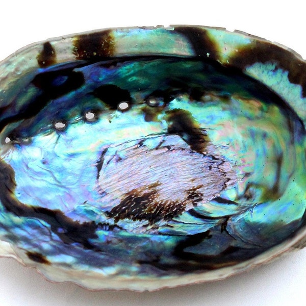 Abalone Shell, Seashell Incense Burner, Smudge Bowl for Holding Smudge Crafts, Display All Size Available Small to Extra Large, Pick a Size