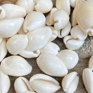 Puede incluir: Un montón de conchas de cauri blancas, un tipo de concha marina, sobre una superficie marrón claro.