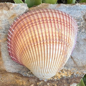 100 SMALL SEASHELLS Mini Sea Shells Craft Wedding Beach Confetti 7
