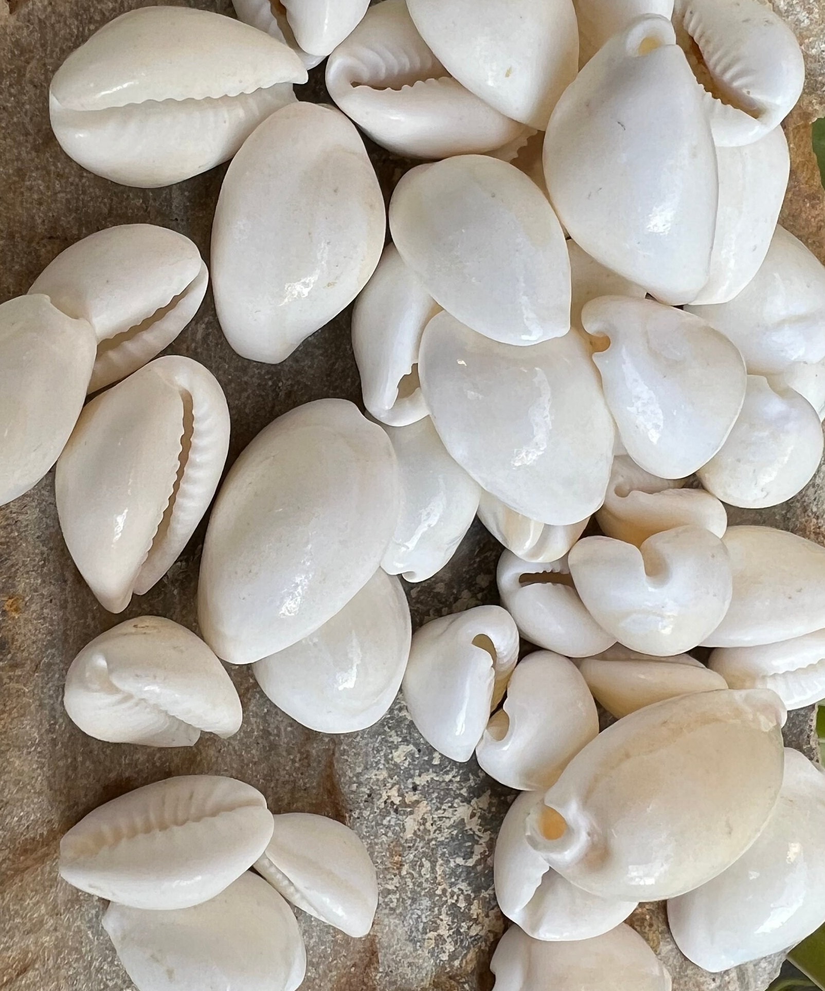 Kouri Shell Buy White Kauri Natural Cowrie Sea Shell for Jewelry Making Use Shell ...