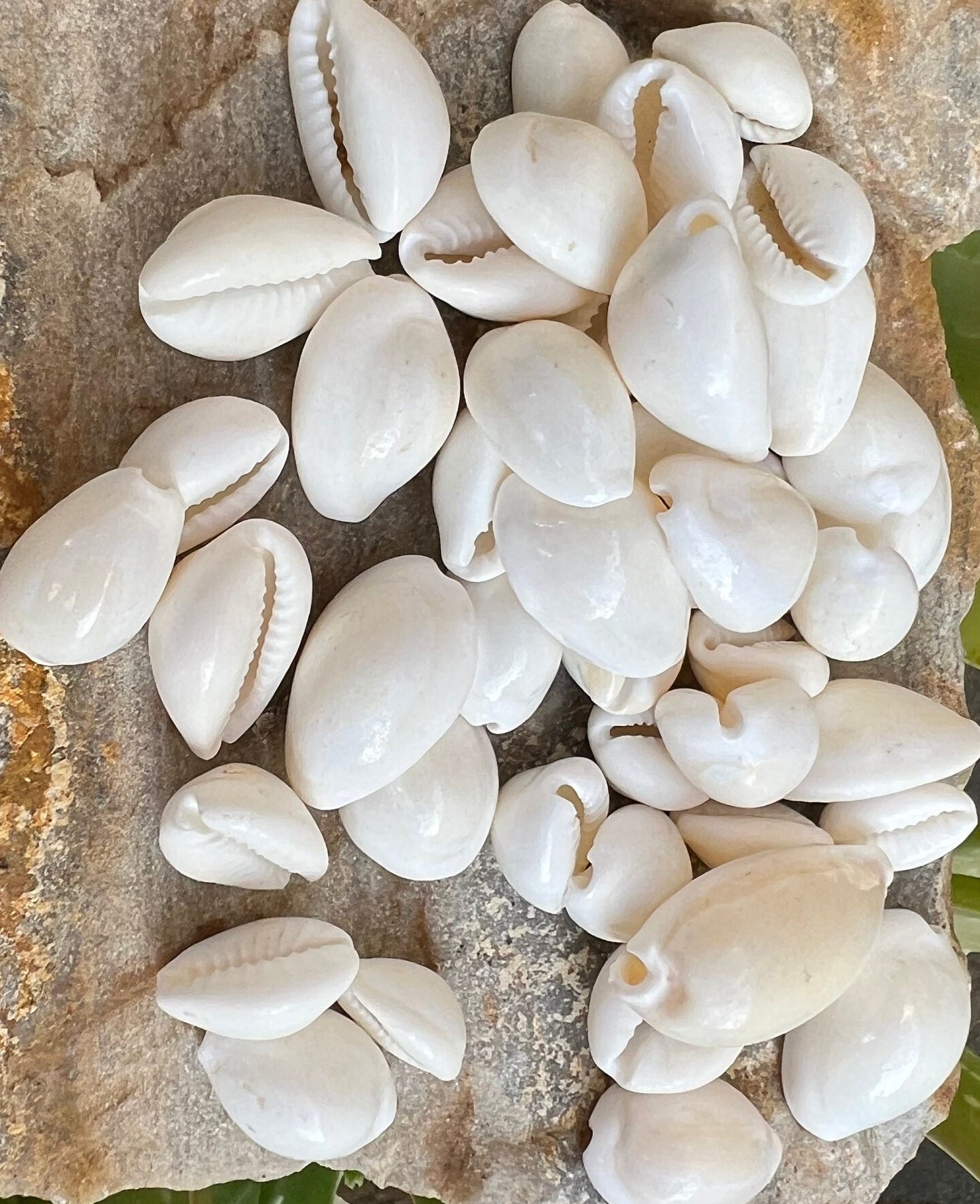 Kouri Shell Buy White Kauri Natural Cowrie Sea Shell for Jewelry Making Use Shell ...