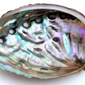 May include: A large iridescent abalone shell with a smooth, pearlescent interior. The shell has a natural, organic shape and a slightly rough exterior.